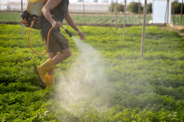 Best Local Pest Control Services  in Orange Blossom, CA
