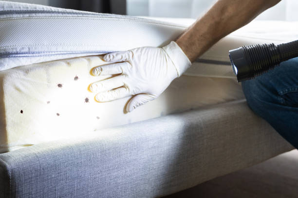 Best Pest Prevention Services  in Orange Blossom, CA