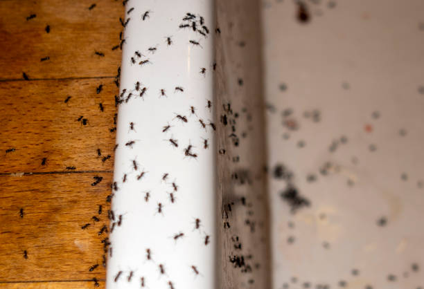 Best Wildlife Control Services  in Orange Blossom, CA