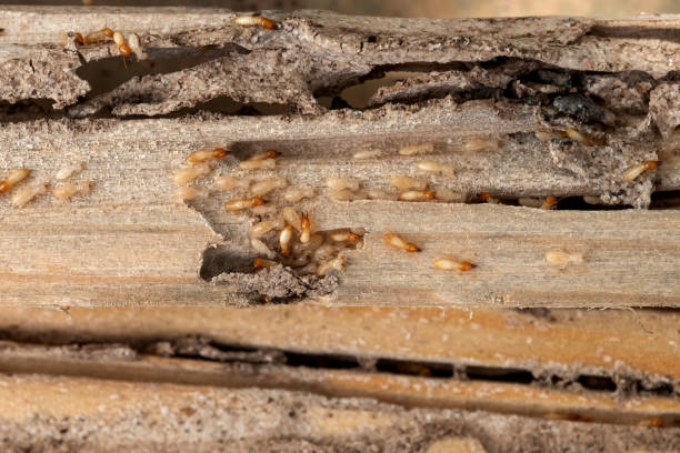 Best Residential Pest Control  in Orange Blossom, CA