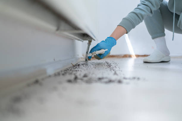 Bird Control in Orange Blossom, CA
